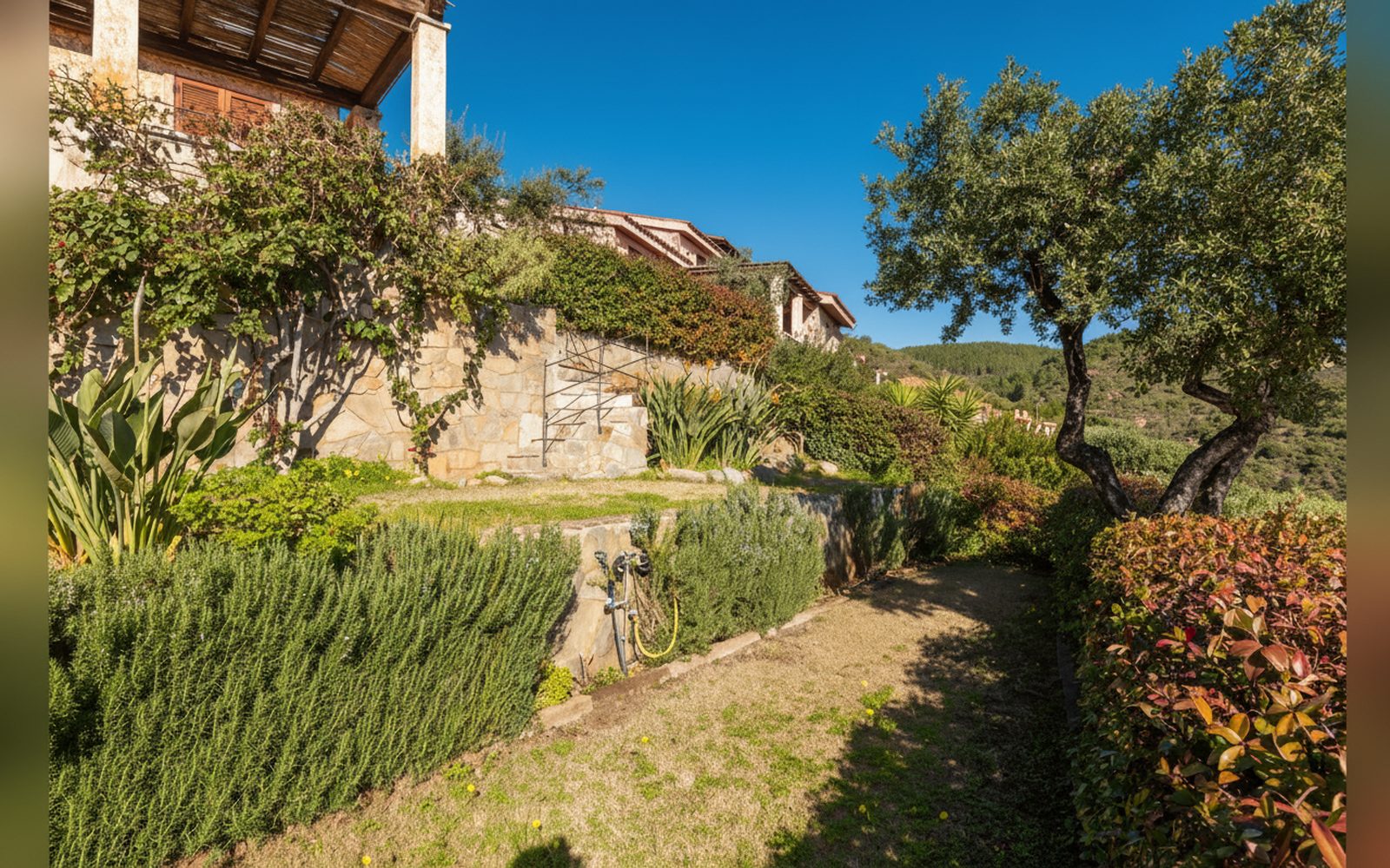 Giardino privato con ulivo — Il Pashà