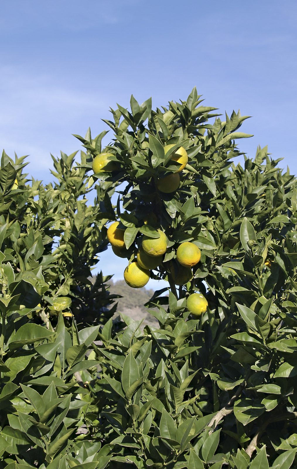 Albero di arance carico di frutti sotto il cielo azzurro
