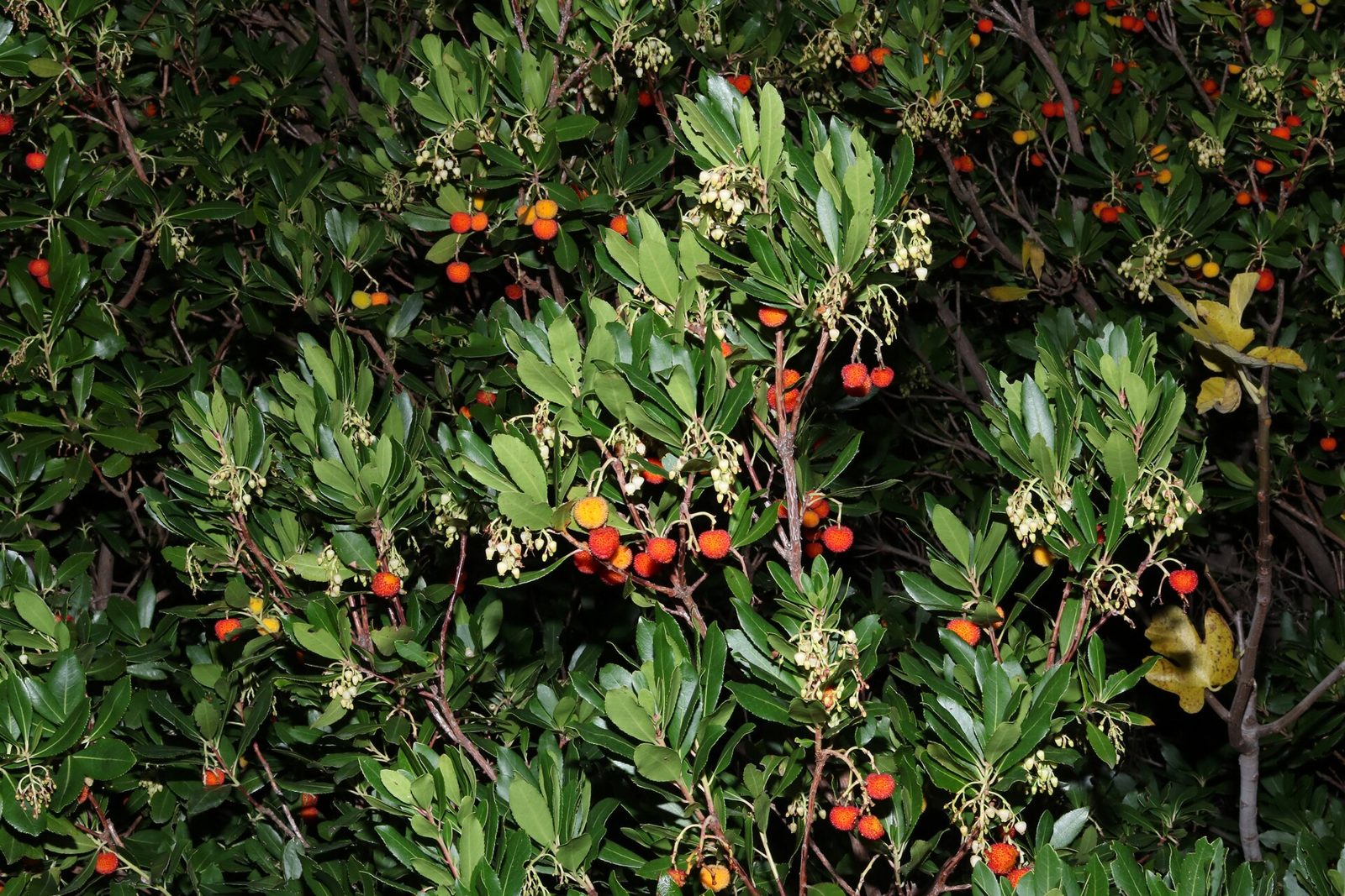Rami di corbezzolo con fiori bianchi e frutti rossi e arancioni